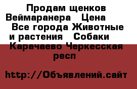 Продам щенков Веймаранера › Цена ­ 30 - Все города Животные и растения » Собаки   . Карачаево-Черкесская респ.